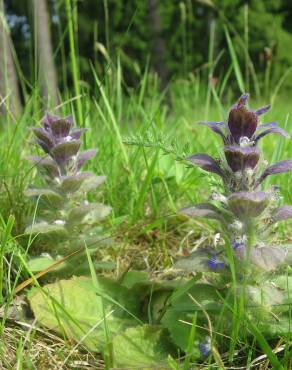 Fotografia 7 da espécie Ajuga pyramidalis subesp. meonantha no Jardim Botânico UTAD