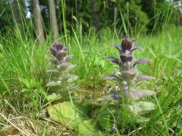 Fotografia da espécie Ajuga pyramidalis subesp. meonantha