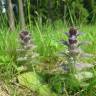 Fotografia 7 da espécie Ajuga pyramidalis subesp. meonantha do Jardim Botânico UTAD