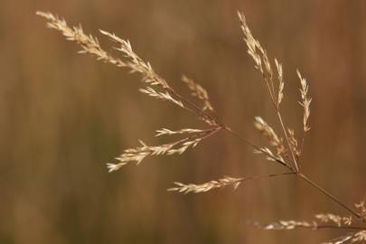 Fotografia da espécie Agrostis stolonifera