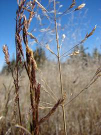 Fotografia da espécie Agrostis stolonifera