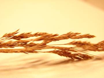 Fotografia da espécie Agrostis stolonifera