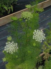 Fotografia da espécie Ammi visnaga