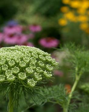 Fotografia 5 da espécie Ammi visnaga no Jardim Botânico UTAD