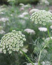 Fotografia da espécie Ammi visnaga