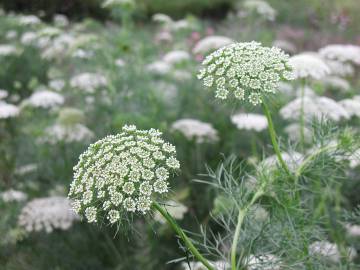 Fotografia da espécie Ammi visnaga