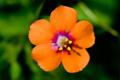 Fotografia da espécie Anagallis arvensis subesp. arvensis