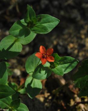 Fotografia 6 da espécie Anagallis arvensis subesp. arvensis no Jardim Botânico UTAD