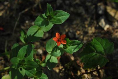 Fotografia da espécie Anagallis arvensis subesp. arvensis