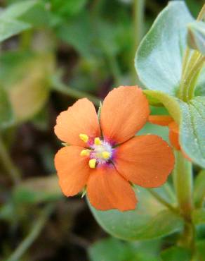 Fotografia 7 da espécie Anagallis arvensis subesp. arvensis no Jardim Botânico UTAD