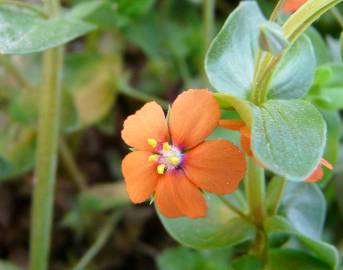 Fotografia da espécie Anagallis arvensis subesp. arvensis