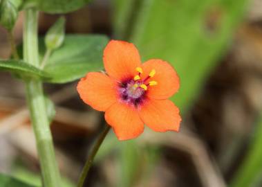 Fotografia da espécie Anagallis arvensis subesp. arvensis