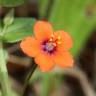 Fotografia 8 da espécie Anagallis arvensis subesp. arvensis do Jardim Botânico UTAD