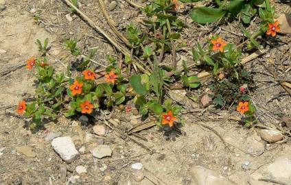 Fotografia da espécie Anagallis arvensis subesp. arvensis