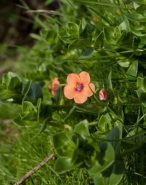 Fotografia 10 da espécie Anagallis arvensis subesp. arvensis no Jardim Botânico UTAD