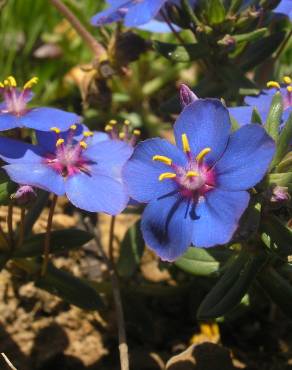 Fotografia 6 da espécie Anagallis monelli no Jardim Botânico UTAD