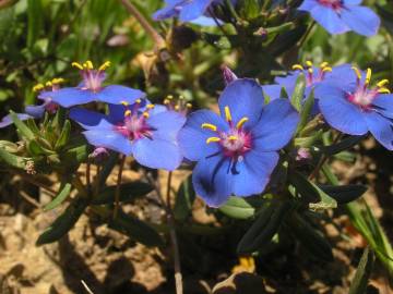 Fotografia da espécie Anagallis monelli