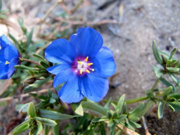 Fotografia da espécie Anagallis monelli