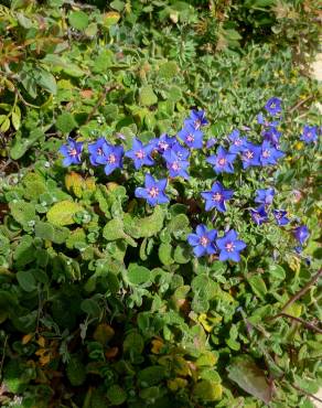 Fotografia 8 da espécie Anagallis monelli no Jardim Botânico UTAD