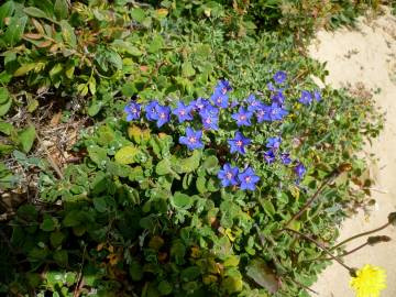 Fotografia da espécie Anagallis monelli