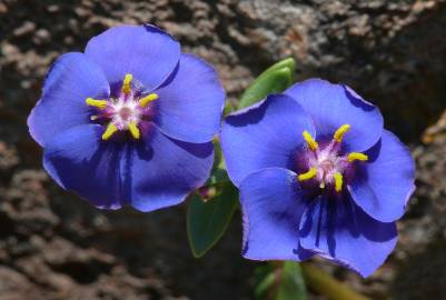 Fotografia da espécie Anagallis monelli