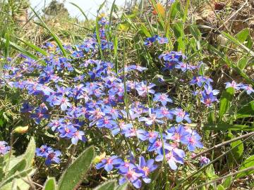 Fotografia da espécie Anagallis monelli