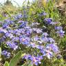 Fotografia 10 da espécie Anagallis monelli do Jardim Botânico UTAD