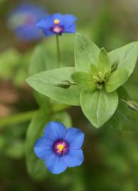 Fotografia da espécie Anagallis monelli