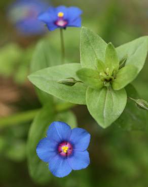 Fotografia 11 da espécie Anagallis monelli no Jardim Botânico UTAD