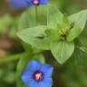 Fotografia 11 da espécie Anagallis monelli do Jardim Botânico UTAD