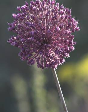 Fotografia 4 da espécie Allium ampeloprasum no Jardim Botânico UTAD