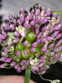 Fotografia da espécie Allium ampeloprasum