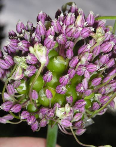 Fotografia de capa Allium ampeloprasum - do Jardim Botânico