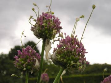 Fotografia da espécie Allium ampeloprasum