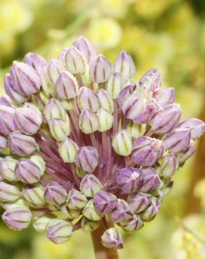 Fotografia 6 da espécie Allium ampeloprasum no Jardim Botânico UTAD