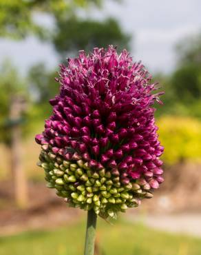 Fotografia 4 da espécie Allium sphaerocephalon no Jardim Botânico UTAD