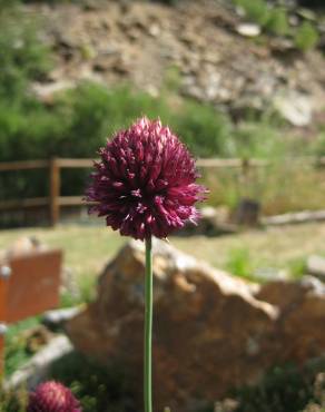 Fotografia 5 da espécie Allium sphaerocephalon no Jardim Botânico UTAD