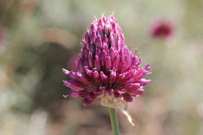 Fotografia da espécie Allium sphaerocephalon