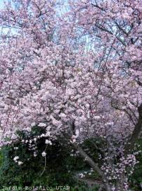 Fotografia da espécie Prunus cerasifera