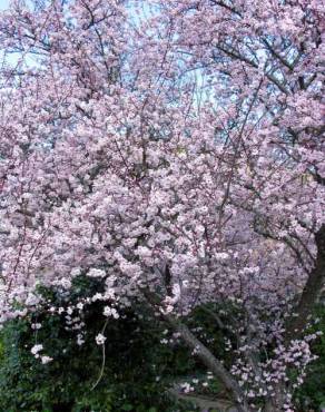 Fotografia 2 da espécie Prunus cerasifera no Jardim Botânico UTAD