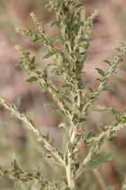 Fotografia da espécie Amaranthus albus