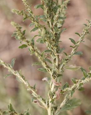 Fotografia 5 da espécie Amaranthus albus no Jardim Botânico UTAD