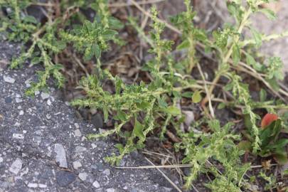 Fotografia da espécie Amaranthus albus