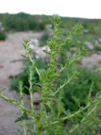 Fotografia da espécie Amaranthus albus