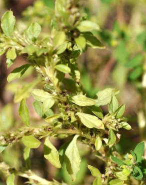 Fotografia 8 da espécie Amaranthus albus no Jardim Botânico UTAD