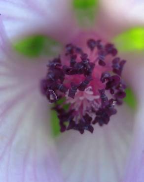 Fotografia 4 da espécie Althaea officinalis no Jardim Botânico UTAD