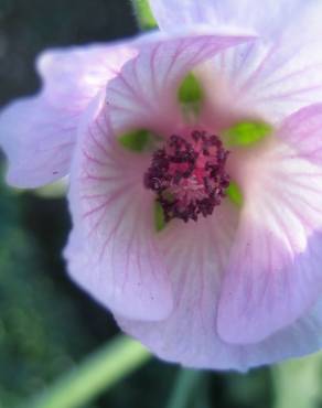 Fotografia 5 da espécie Althaea officinalis no Jardim Botânico UTAD