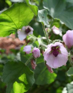 Fotografia 6 da espécie Althaea officinalis no Jardim Botânico UTAD