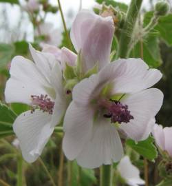 Fotografia da espécie Althaea officinalis