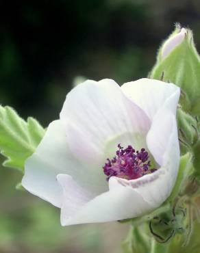 Fotografia 9 da espécie Althaea officinalis no Jardim Botânico UTAD